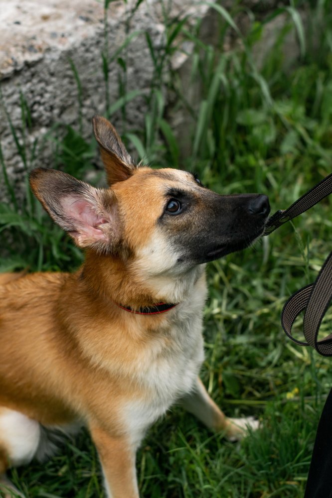 Мэй