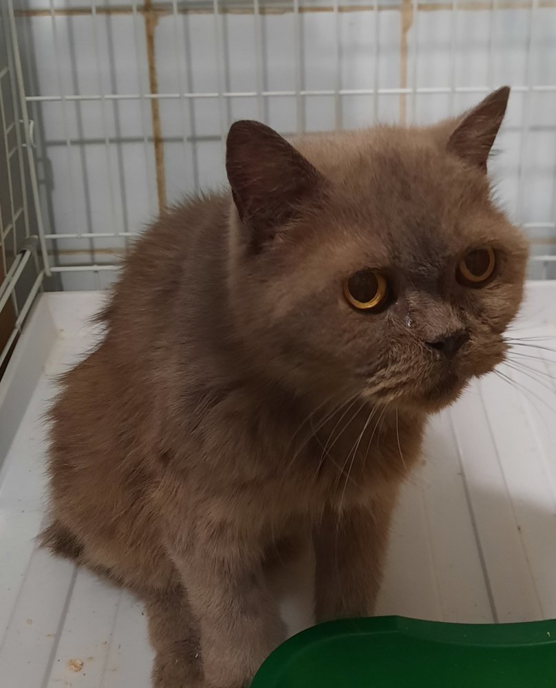 Чиллим