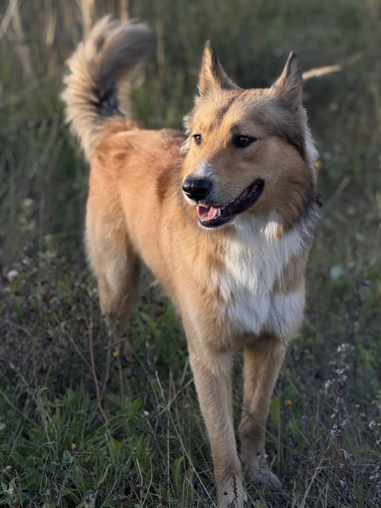 Аксель