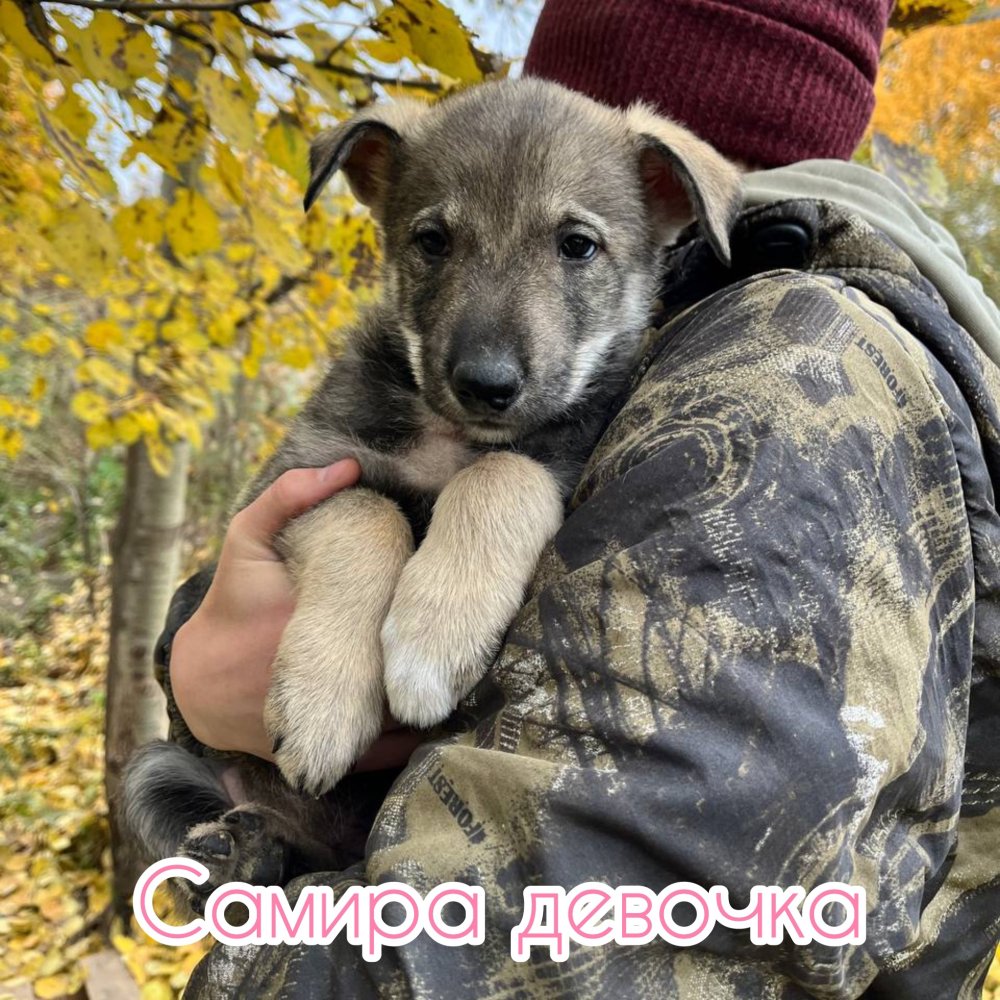 Самира