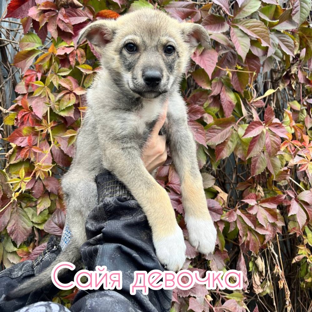 Сайя