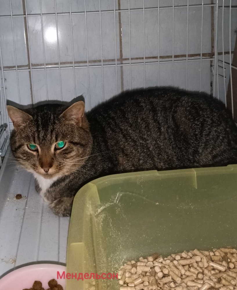 Мендельсон