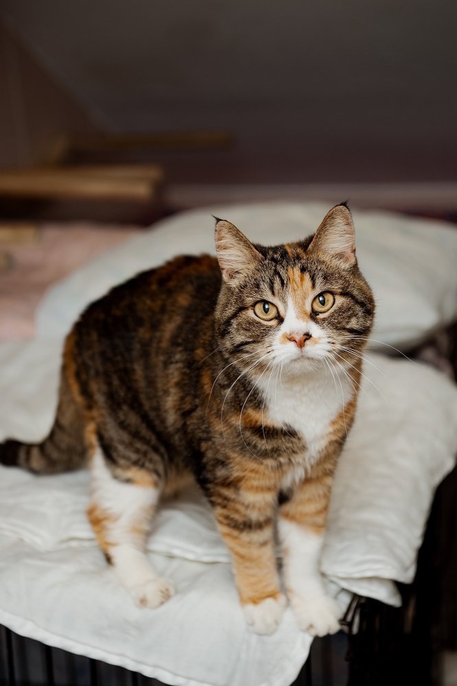 Бронислава