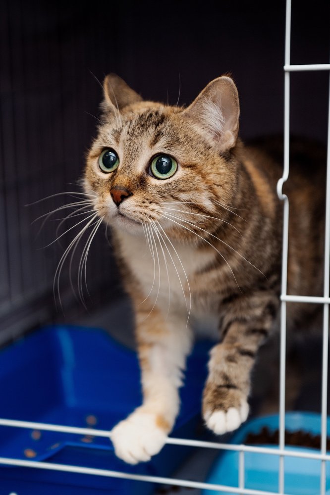 Кошка первая